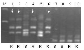 Sr13. Barc104b