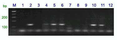 Lr19 marker with Gb primers