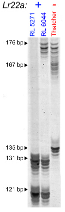 Lr22a