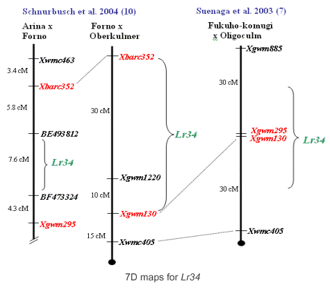 Lr34 map