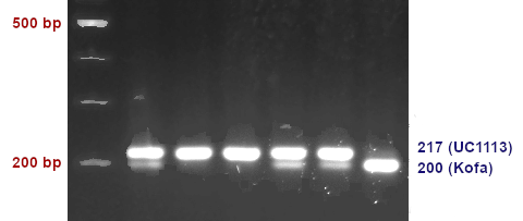 PCR markers for Psy-B1