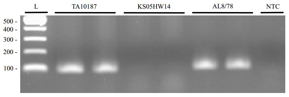 SrTA10187