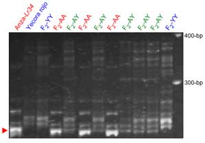 Lr34 barc352 marker, F2 lines
