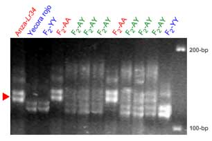 Lr34 gwm130 marker, F2 lines