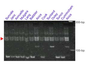 Lr34 gwm130 marker, germplasm lines
