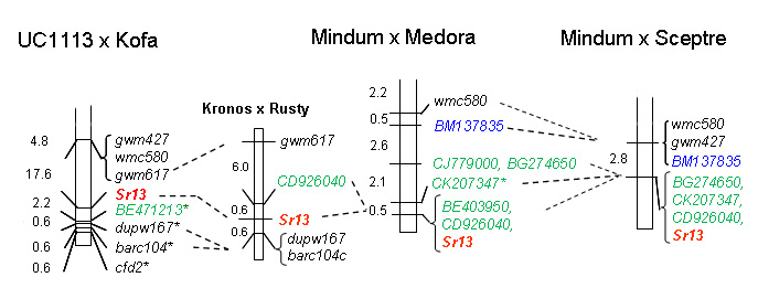 Genetic map of Sr13 