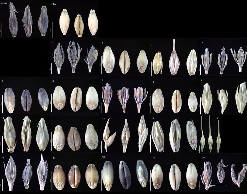 OWB_seeds_1_20