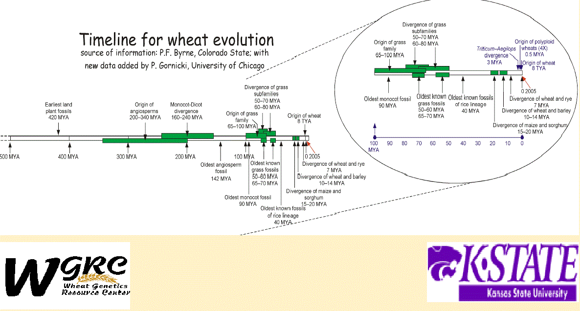 Timeline for wheat evolution
