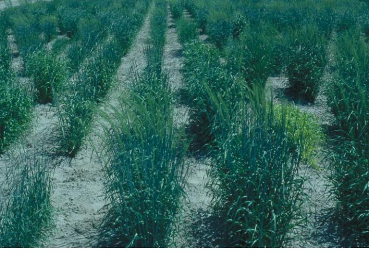 Barley Genetics Stocks Nursery